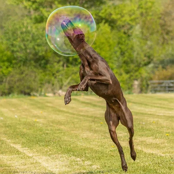 Dr Zigs Doggie Bubbles - Peanut Butter Scented