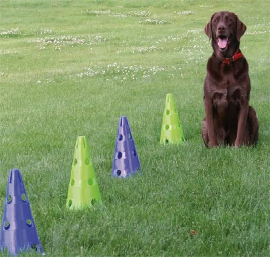 FitPAWS CanineGym Gear Agility Kit