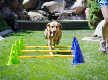 FitPAWS CanineGym Gear Agility Kit