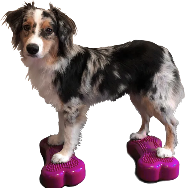 FitPAWS K9FITbone